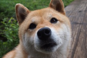 华体会体育-防守的共鸣，当戈贝尔于欧洲之巅屹立时，鹈鹕正用钢铁之翼绞杀猛龙