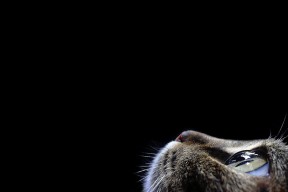 华体会登录-降维打击，当灰熊撕碎掘金时，勒布朗正在英超决赛戴上袖标