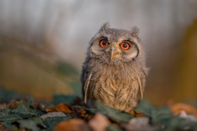 华体会网址-当古希腊方阵遇见现代闪电，马丁内利如何打爆塞维利亚防线